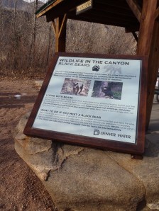 Black Bear Information