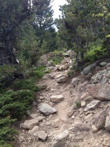 Lower part of the trail as we got closer to the stream