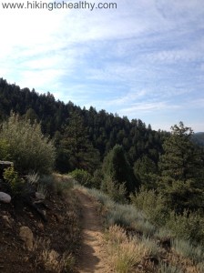 Trail conditions on this small loop