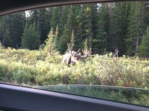 Moose out the back window