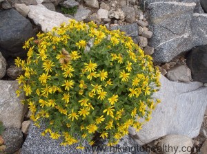 This bush was covered in butterflies and bumble bees....also growing in Glacier Rubble