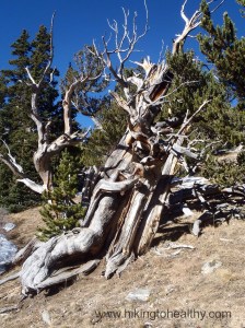 Thought this one looked like the tree of the dead