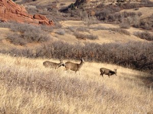 3 deer just on the side of the trail.