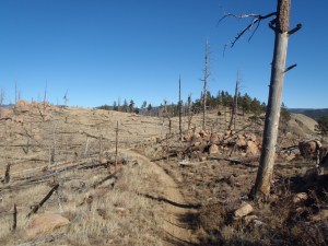 Strawberry Jack Tail conditions