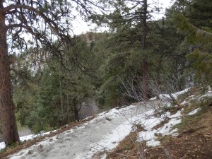 Trail Conditions on Lookout Mt Trail