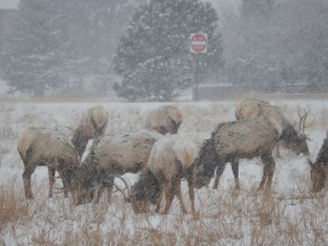 elk