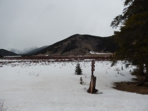 meadow  of snowshoe